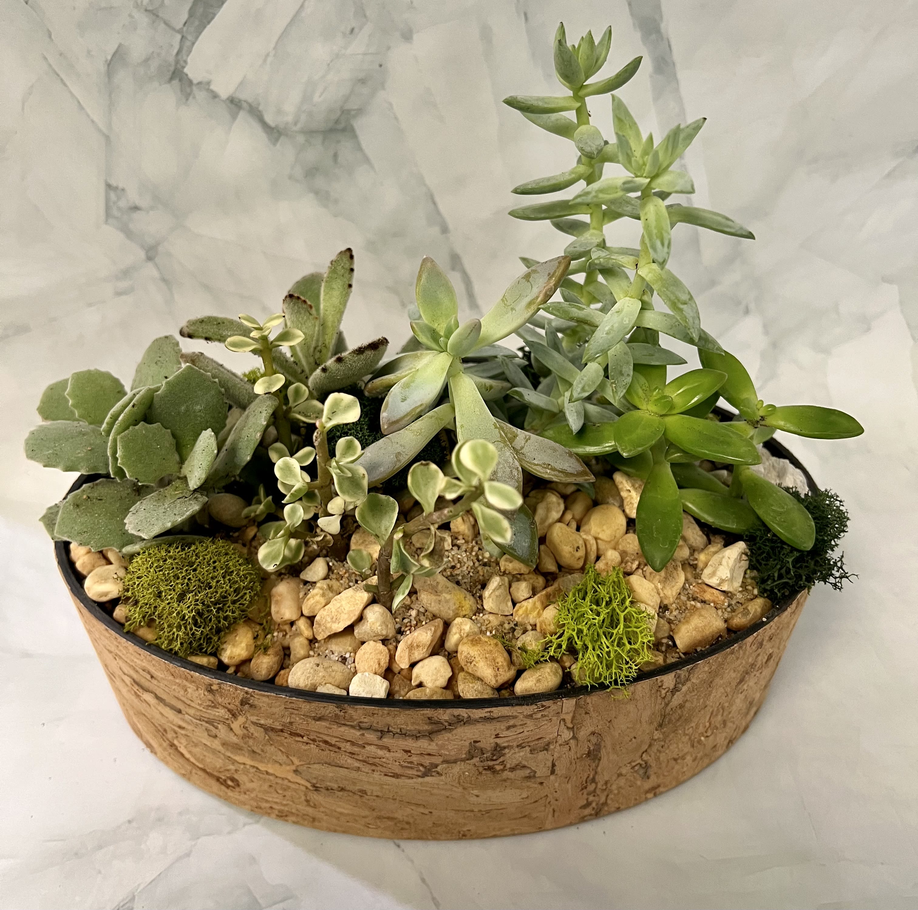 Succulent arrangement in a shallow round planter with pebbles
