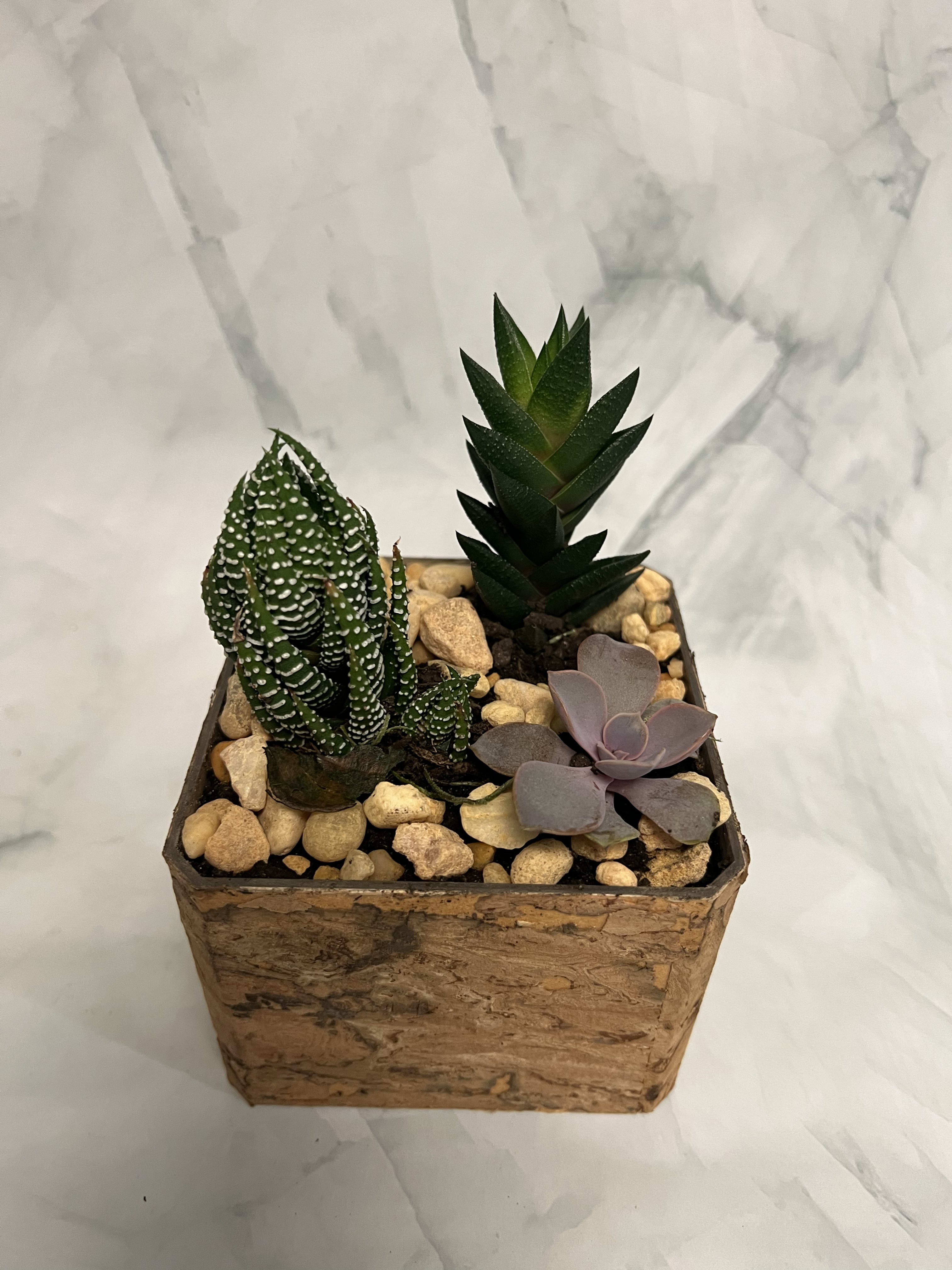 Small succulent arrangement in a square wooden planter with decorative stones