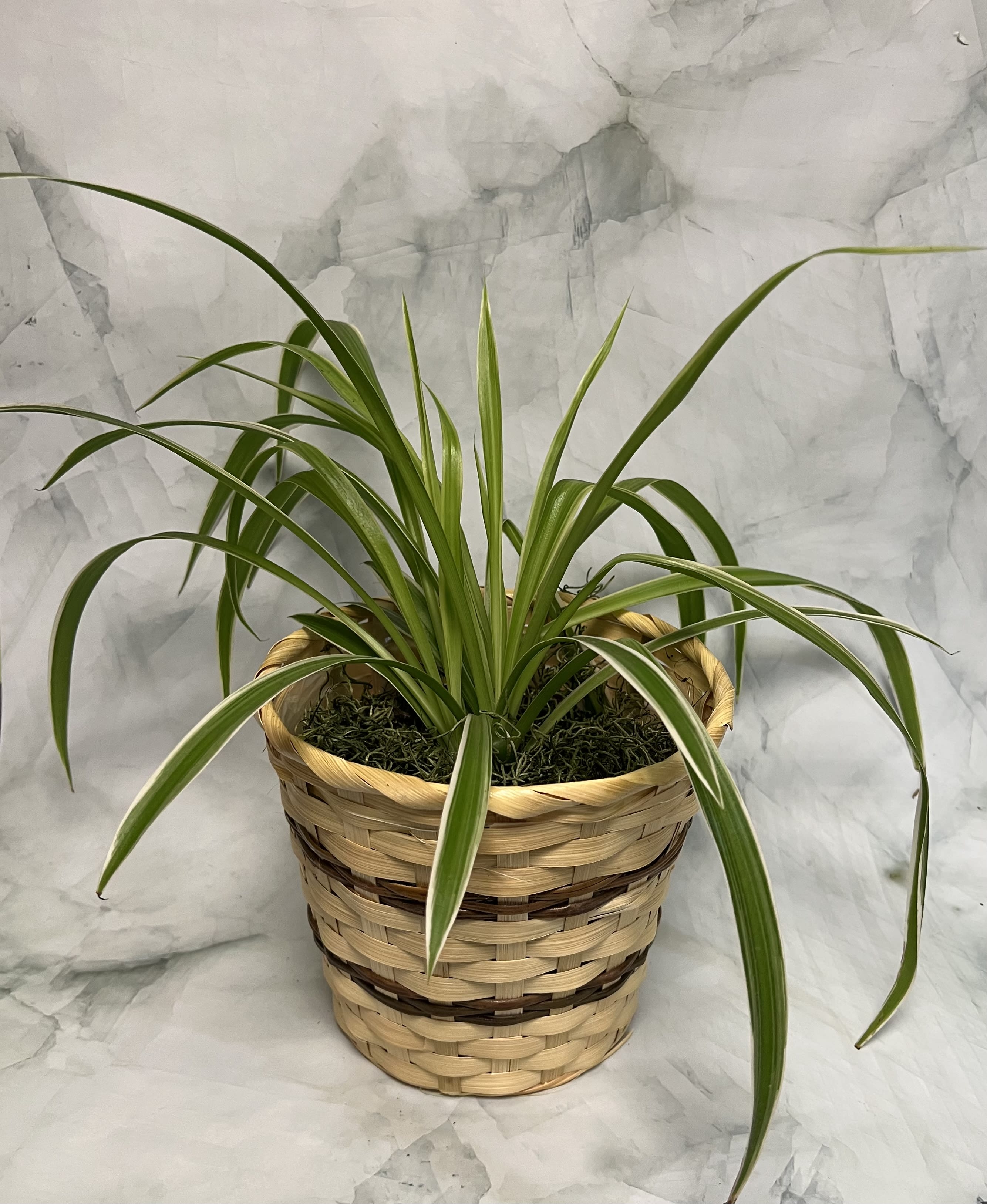 Potted spider plant in a woven basket planter