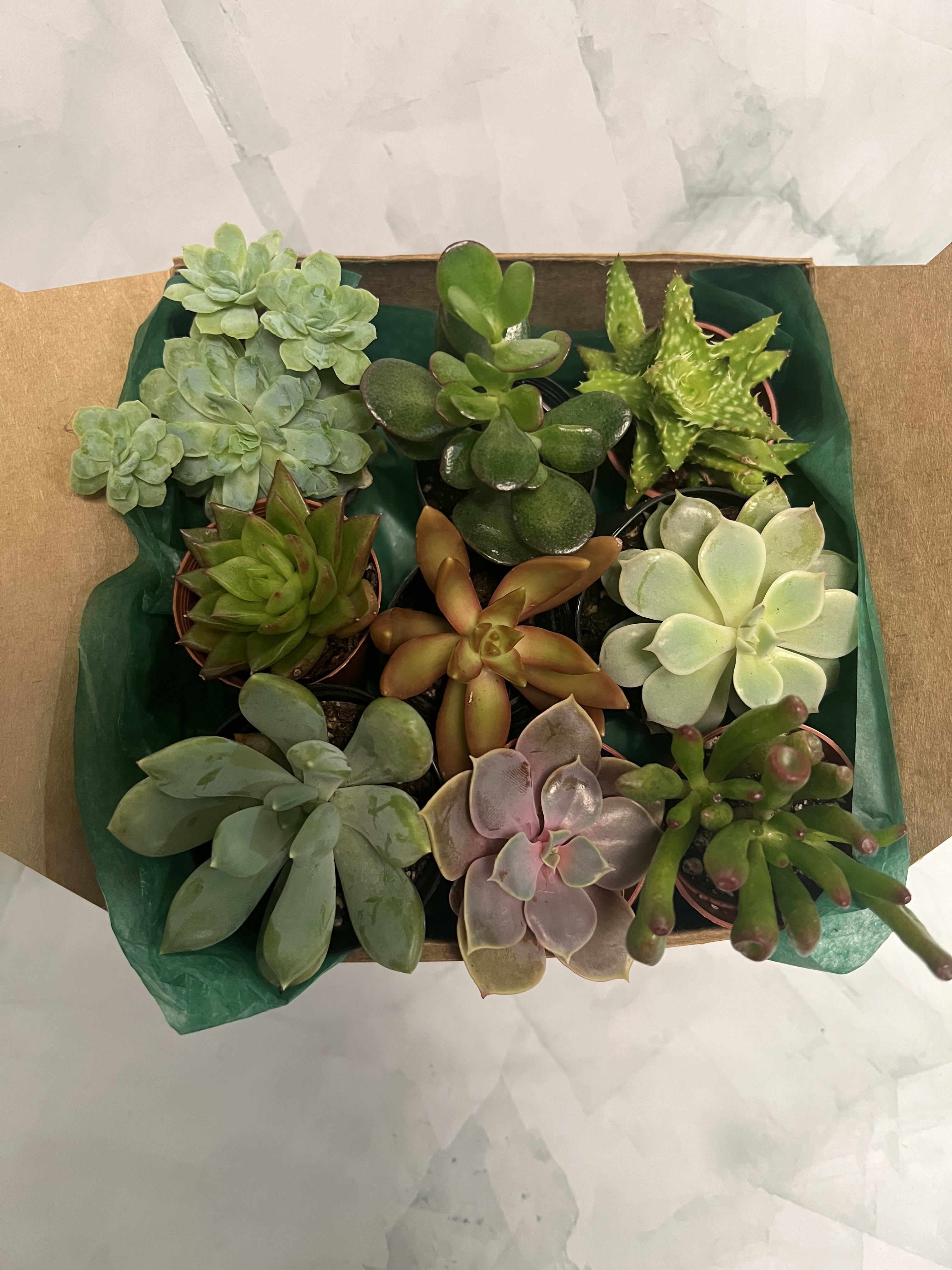 Box of assorted potted succulents in green and purple tones