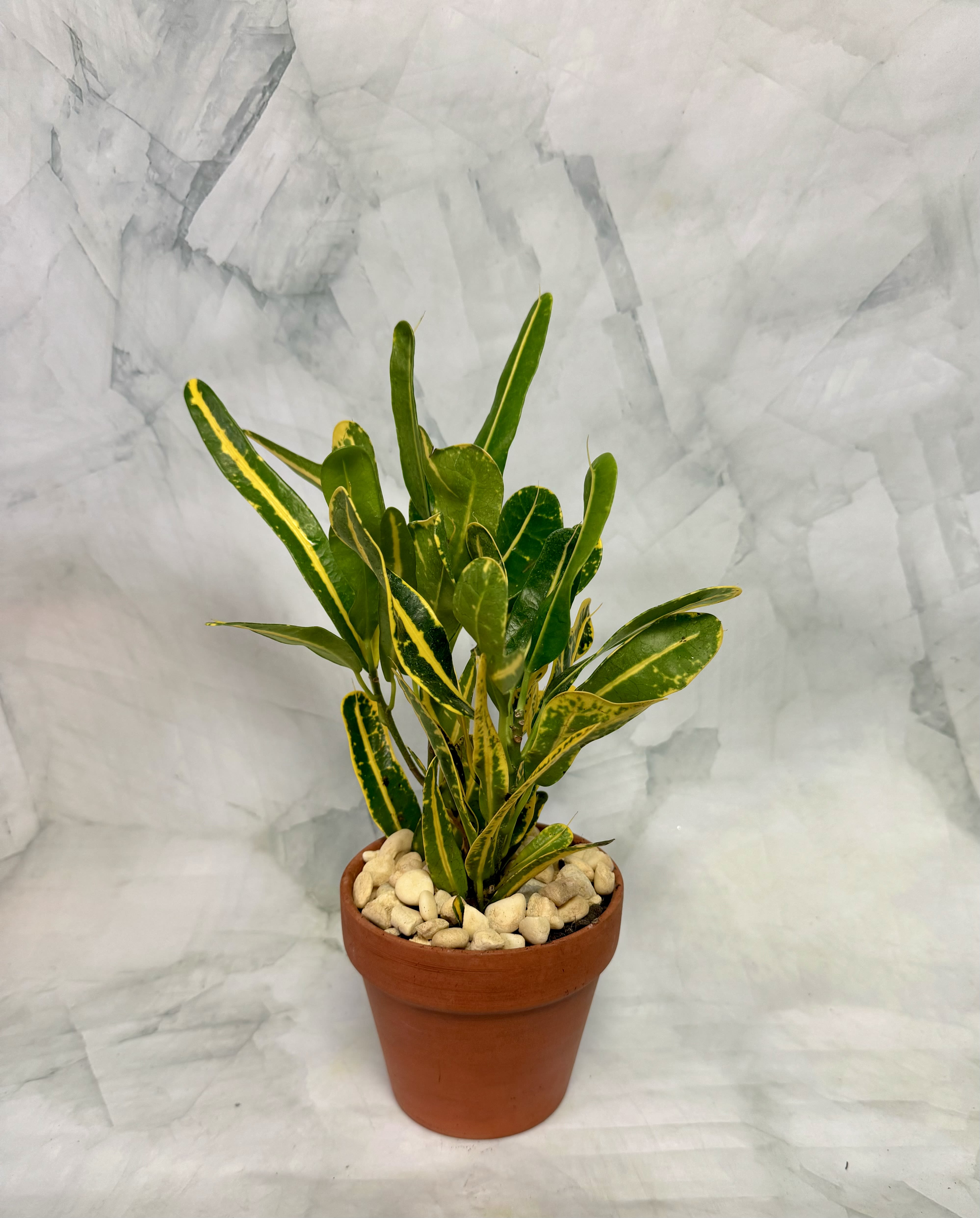 Potted croton plant with green and yellow variegated leaves