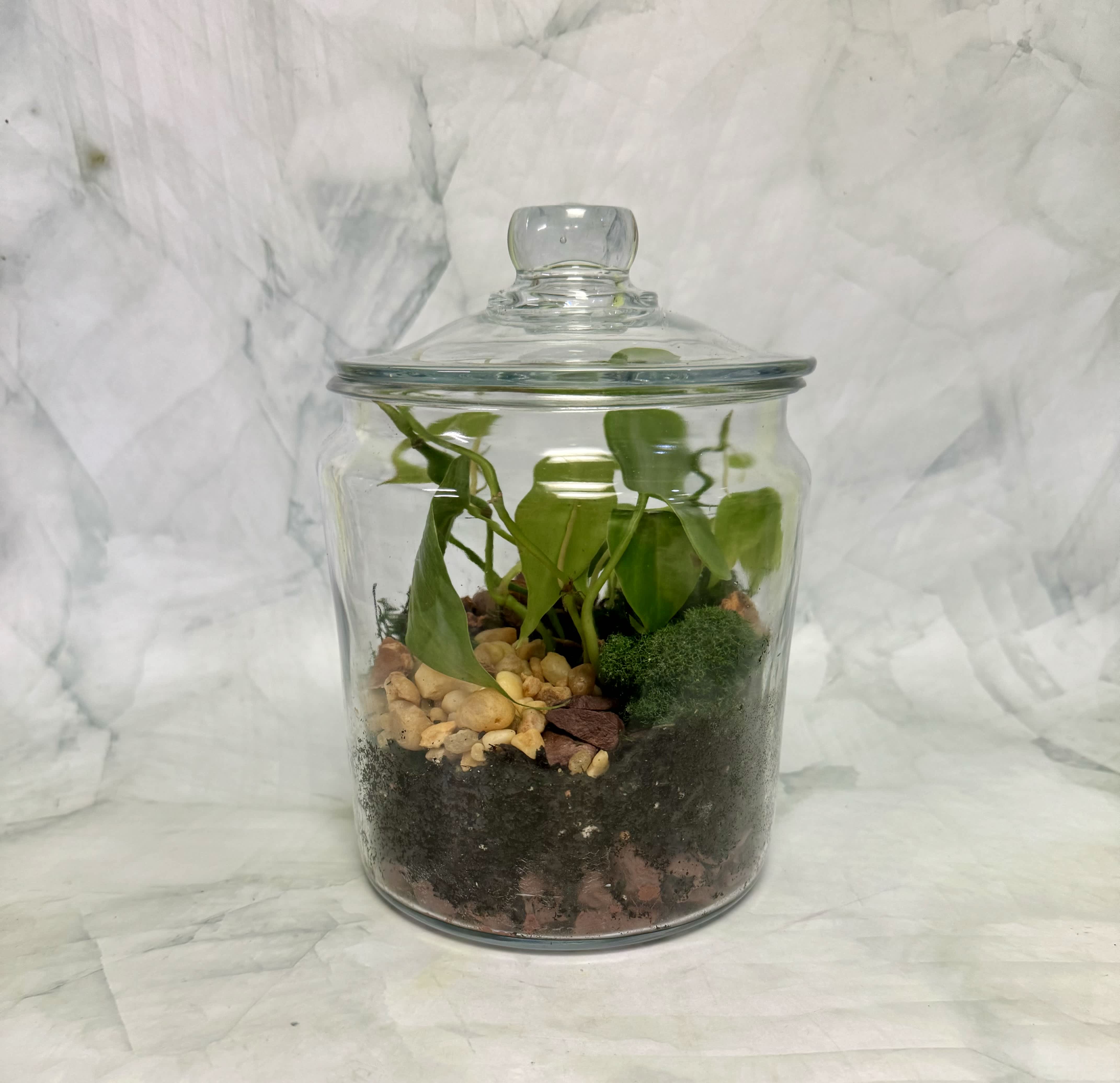 Potted plant in a clear glass jar with a lid