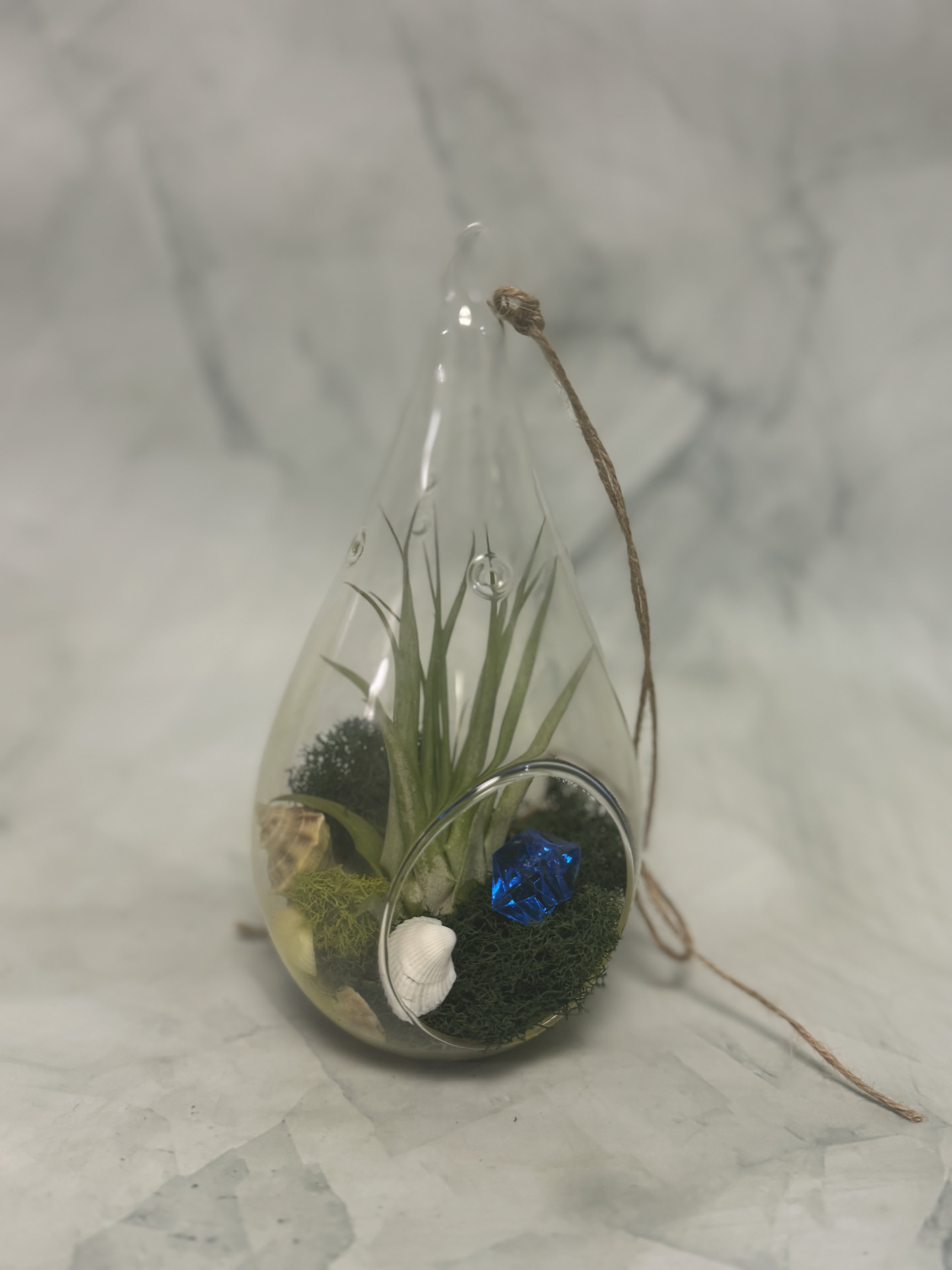 Small glass terrarium with air plant, moss, shells, and a blue gem