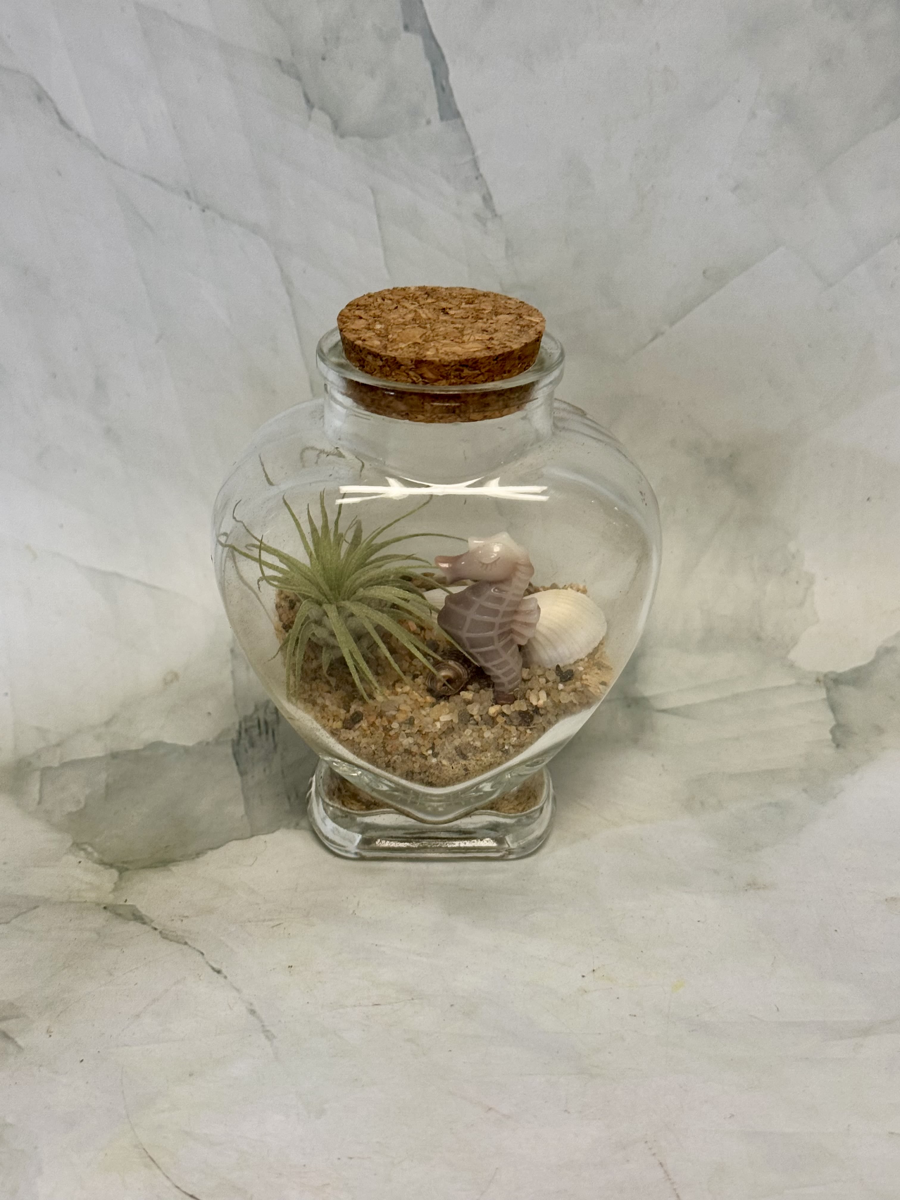 Glass terrarium jar with an air plant, sand, and a small seahorse figurine