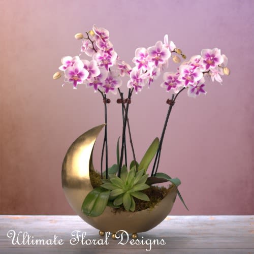 Pink and white orchids arranged in a gold crescent planter with succulents.
