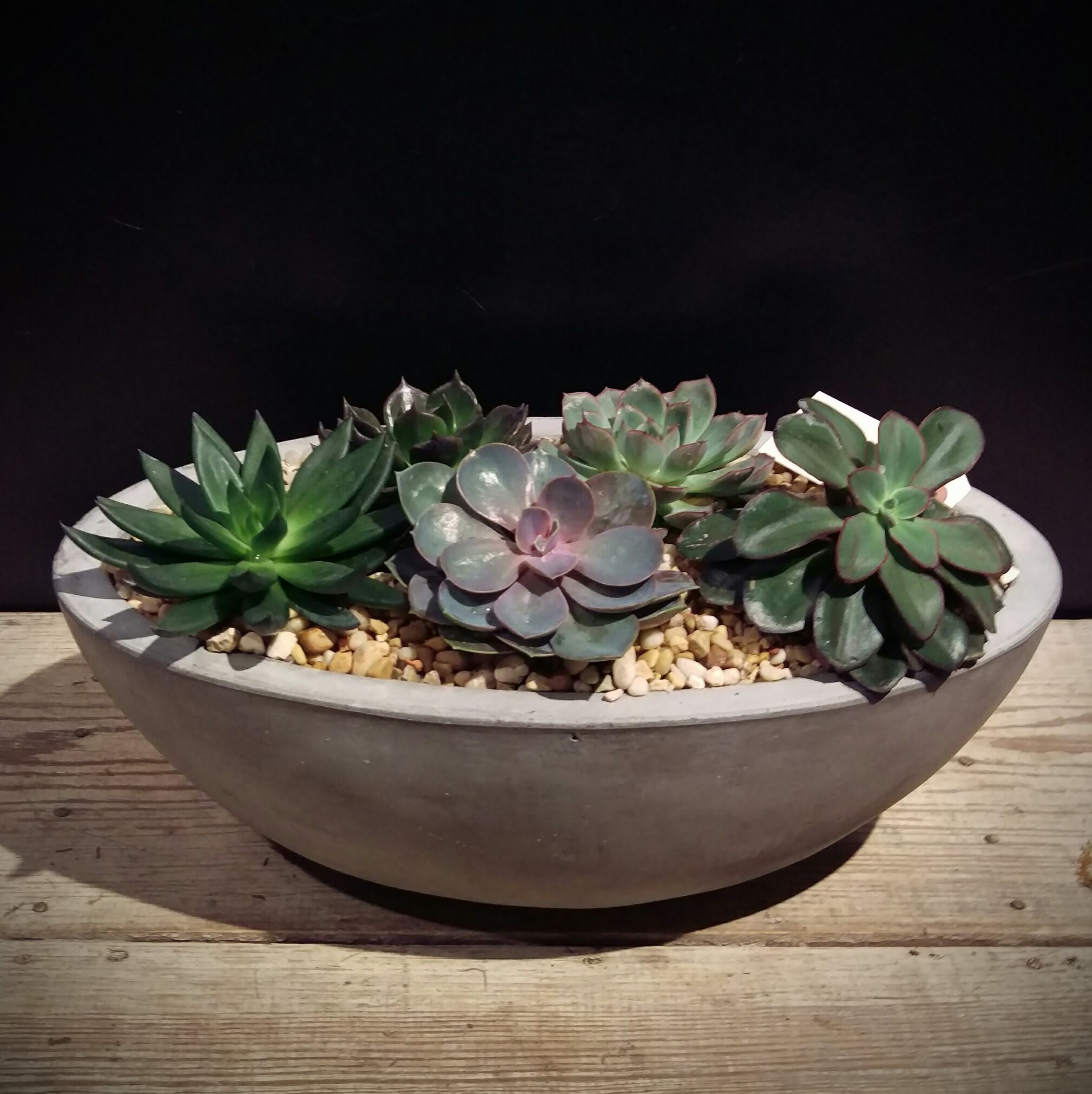 Succulent Oasis Garden - A variety of succulents, hand select and placed in a substantial oval planter.   Approx 16" x 8" x 8" Makes a memorable, natural gift for any occasion.