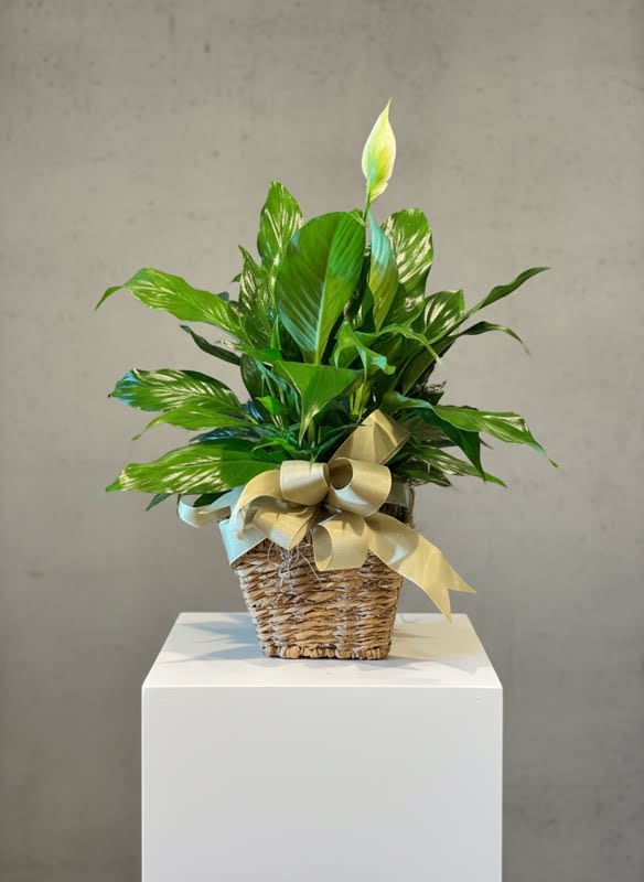6" Peace lily (containers vary) - The peace lily, steadfast symbol of peace and condolence.  This gift features a peace lily in a 6" grow pot.  Containers will vary, but overall size is 20" tall and approx 10-12" wide.  Accented with moss and ribbon. 