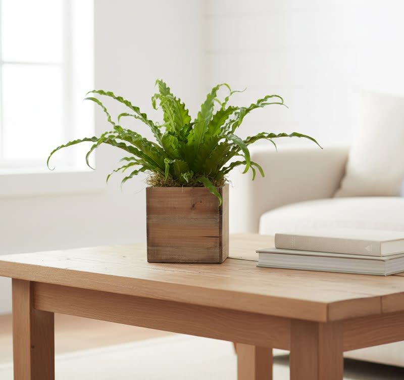 Bird's Nest Fern (containers vary) - Birds nest fern  Approx size  is 18"x 14"