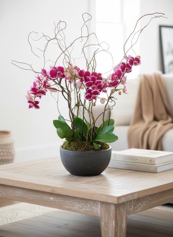 Colorful Orchid Plants (Colors vary...but will not be white unless requested) - Vivid DOUBLE spike orchids... lavish multi blooms. Two double spike plants.  Accented with branch supports and moss.. approx 25-30" tall, 14" wide. 