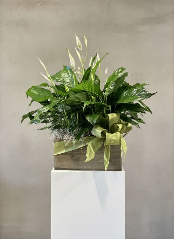 Potted peace lily arrangement in a wooden box with a green ribbon