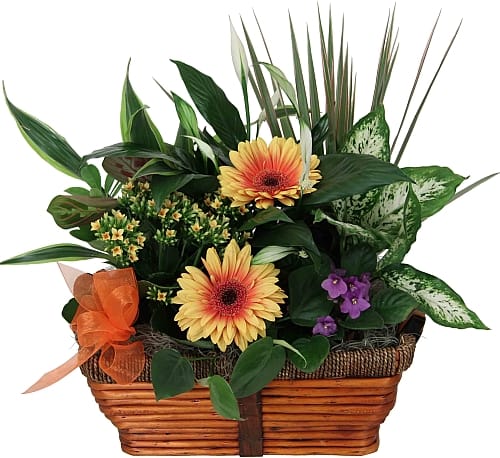 Summer Garden Bsket - This impressive garden of indoor plants will be a warm welcome to any home or office