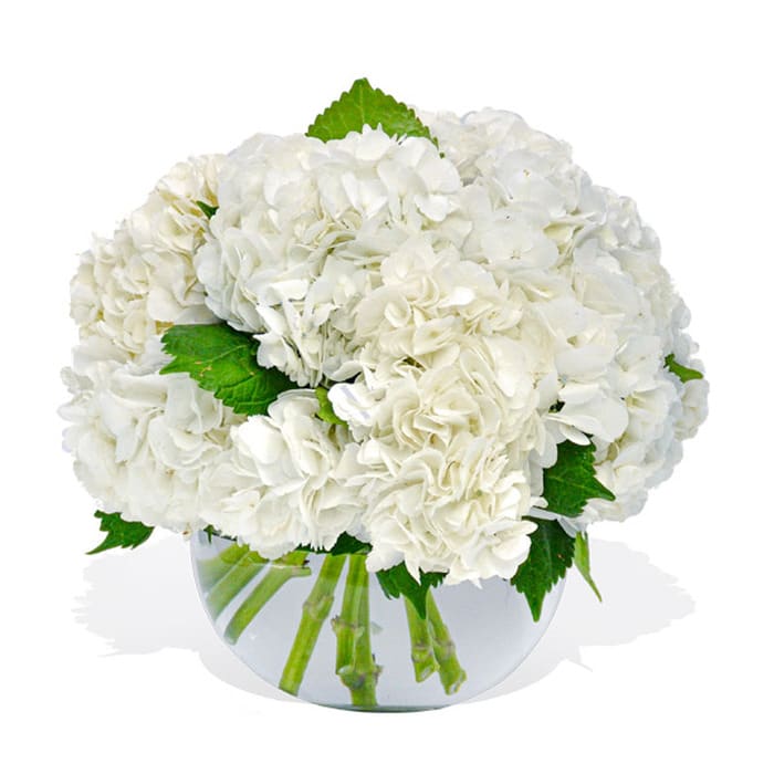 Round arrangement of white hydrangeas in a clear glass bowl vase