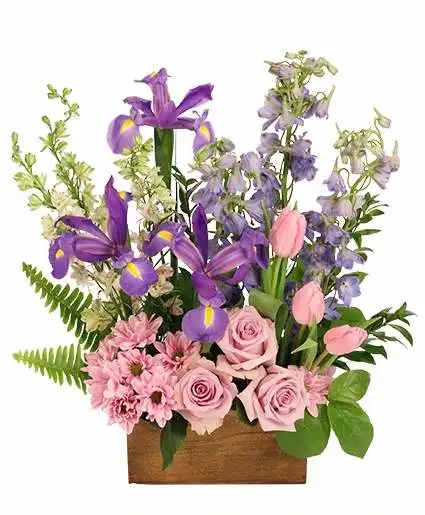 BLUSHING BLOSSOMS FLORAL DESIGN  - Just as sweet as it can be, Blushing Blossoms makes the perfect special treat. With its blushing tulips, lavender daisy poms, dazzling iris, and striking blue delphinium, this arrangement is a stunner. Send this special arrangement to someone special to you today. Delphinium , Blue Iris , White Larkspur , Lavender Daisy Pom, Lavender Roses, Light Pink Tulips . 