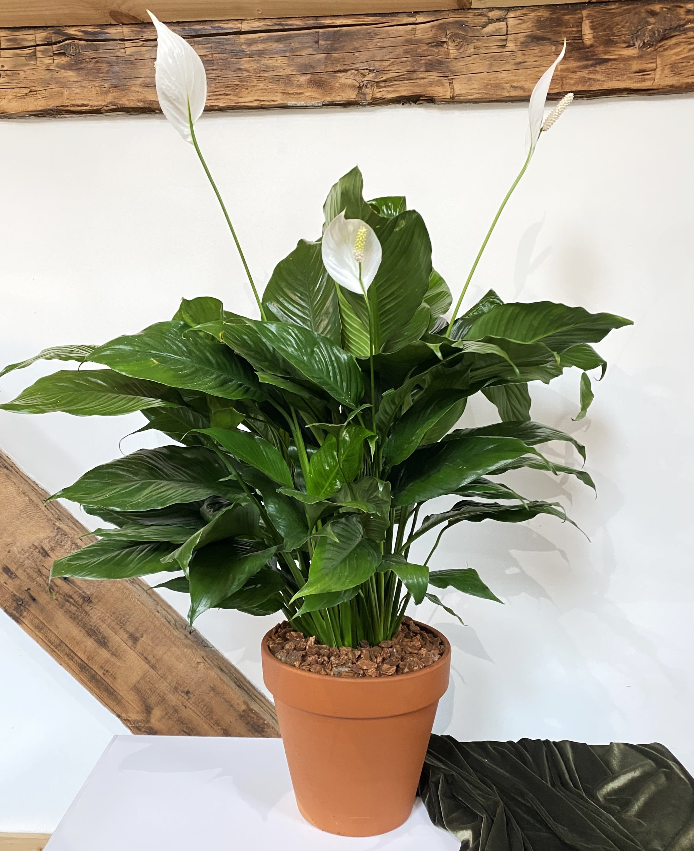 Tall potted green plant with three white blooms in a terracotta pot