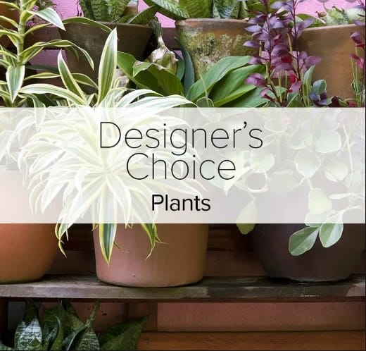 Assorted potted plants in neutral containers with Designer’s Choice Plants text overlay