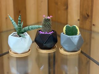 Three small potted succulents and cacti in geometric planters