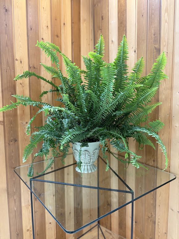 Potted fern in a decorative white planter on a glass table