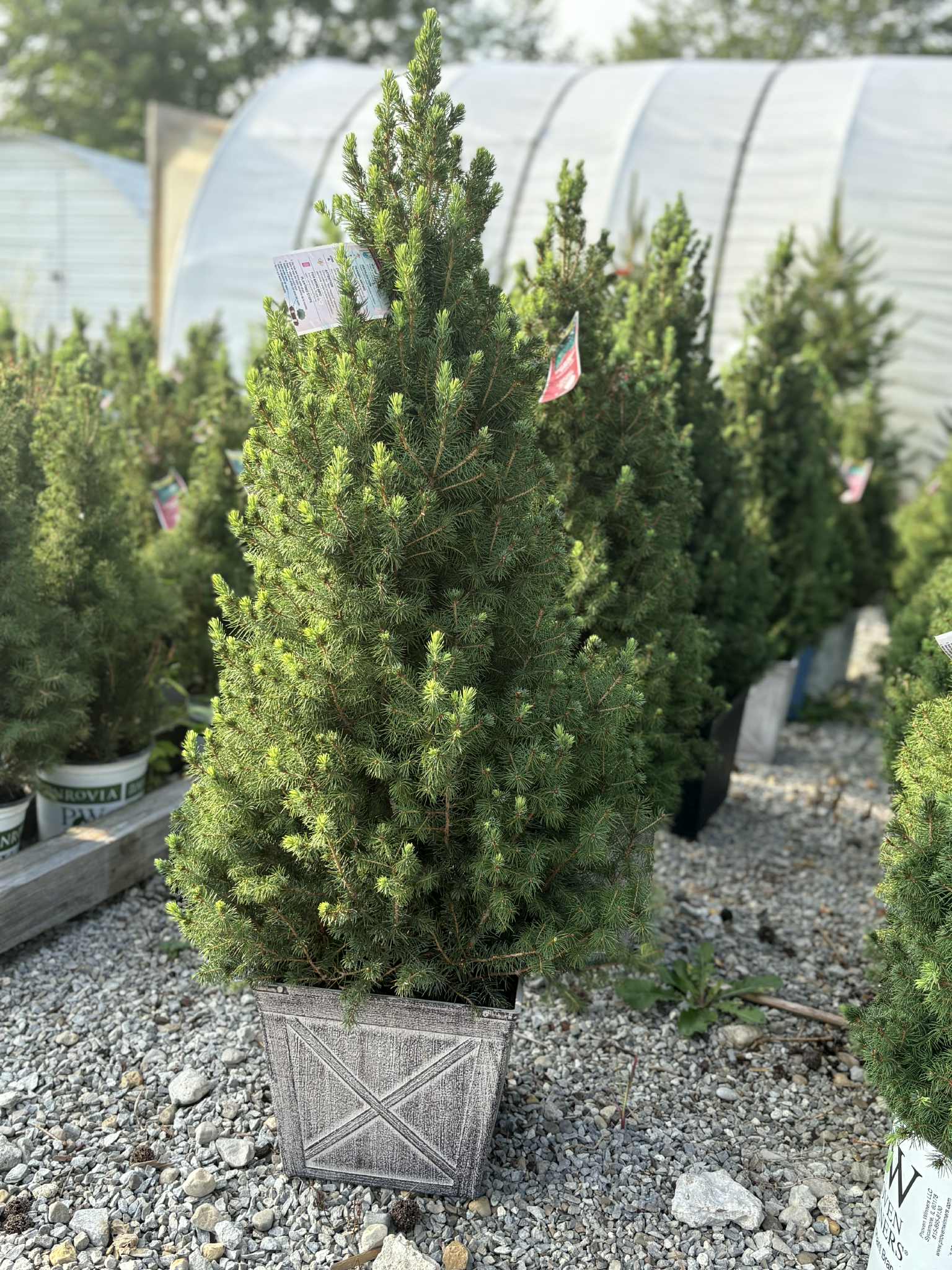 Potted evergreen tree in a decorative planter