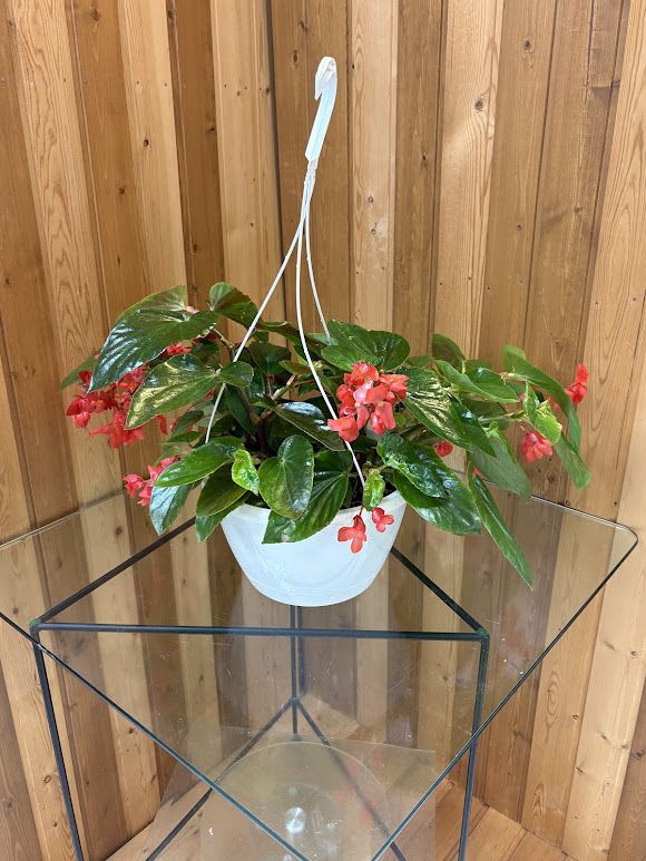 Angel Wing Begonia Hanging Basket - Glossy green leaves shaped like angel wings spill over a smooth white hanging pot, accented by clusters of delicate pink and pale white blooms-an Angel Wing Begonia hanging basket that's perfect as a cheerful houseplant gift or a thoughtful Mother's Day, birthday, or "thinking of you" surprise. The trailing habit and soft color palette create an immediate sense of fresh, lived-in charm that will make the person you're thinking of feel cozy and cared for.  This living arrangement arrives in a clean white hanging pot with a sturdy white plastic hanger, ready to display on a porch, patio, or indoors in bright, indirect light. The dense mound of foliage and profuse small flowers give the basket a full, decorative look; colors include vibrant green leaves with pink and white flower clusters that spill naturally over the rim. Because this is a potted plant rather than cut flowers, it keeps giving-perfect for someone who enjoys low-maintenance greenery with a floral touch.  Haehn Florist, Greenhouses, &amp; Flower Delivery ensures freshness at pickup or delivery from 410 Hamilton Rd. Wapakoneta; substitutions may be made if necessary with a plant of equal value and similar appearance to preserve the look and health of your gift. For care, place in bright, indirect light, water when the top inch of soil feels dry, and enjoy the long-lasting charm of this hanging begonia. Follow us on Facebook at www.facebook.com/haehnflorist for care tips and seasonal specials.