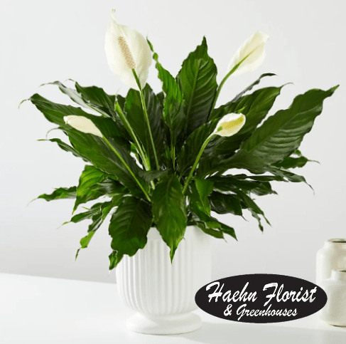 COMFORT AND PEACE - THIS BEAUTIFUL HOUSE PLANT IS PERFECT FOR ANY OCCASION! SENT IN A CERAMIC POT (COLOR MAY VARY BASED ON AVAILABILITY), THIS IS SOMETHING THEY ARE SURE TO LOVE.