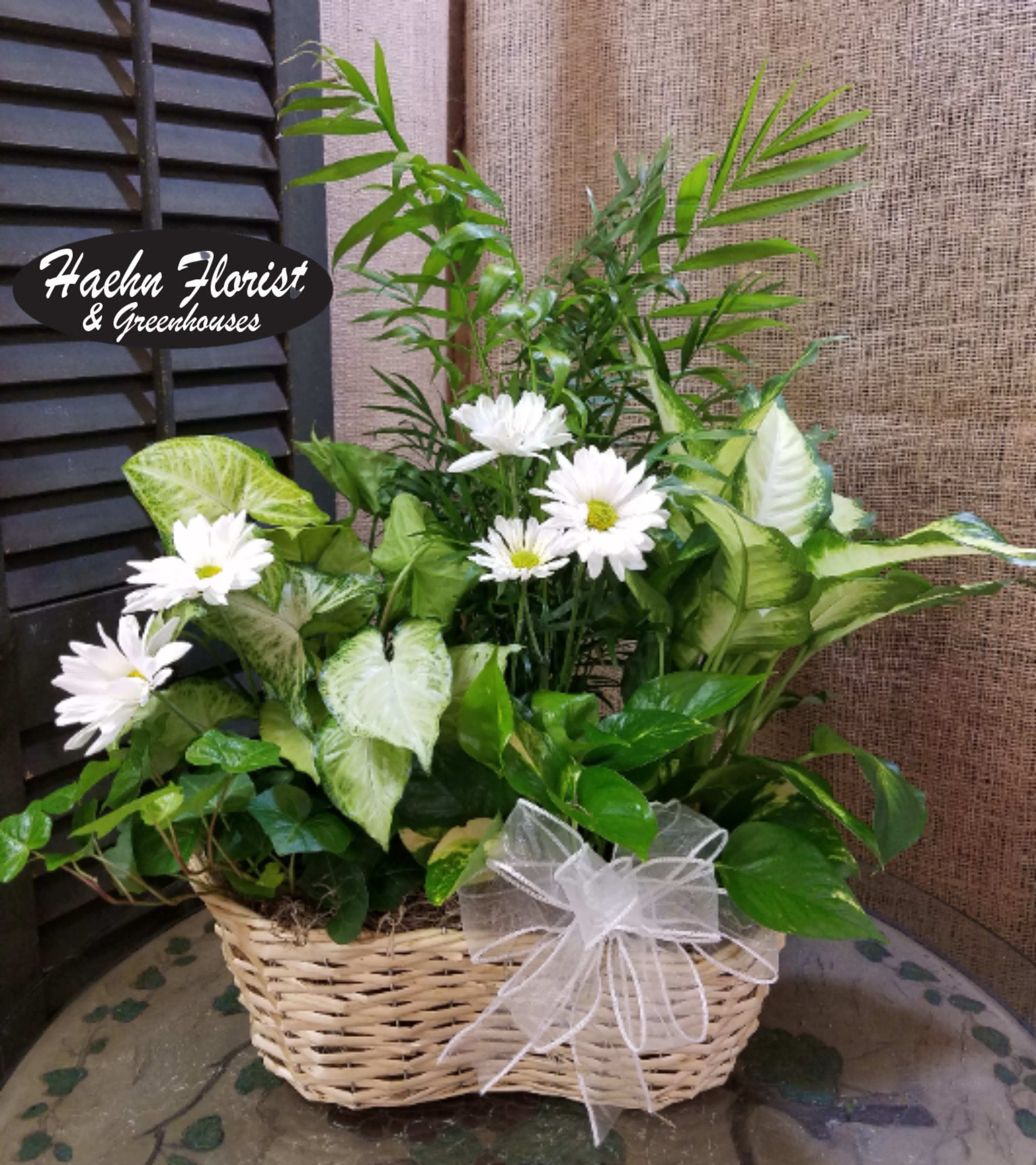 Basket planter with white daisies and assorted green houseplants