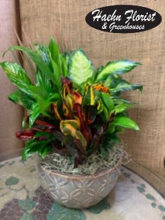 Dish Garden - Mixture of indoor plants in a neutral container.