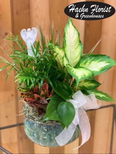 Potted green plant arrangement in a glass bowl with a white ribbon