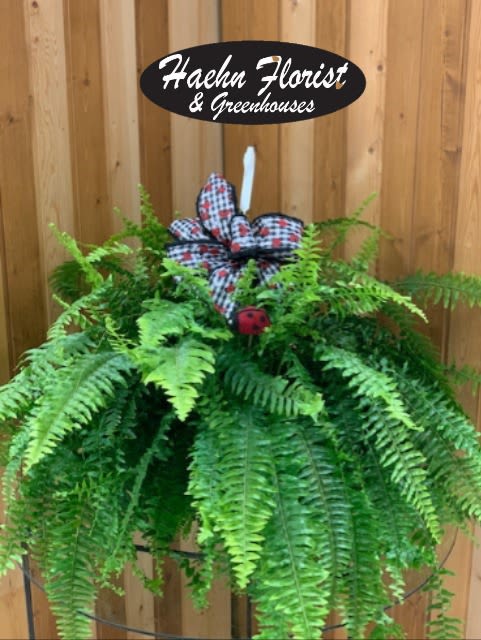 BEAUTIFern - Boston Fern hanging basket with a bow.
