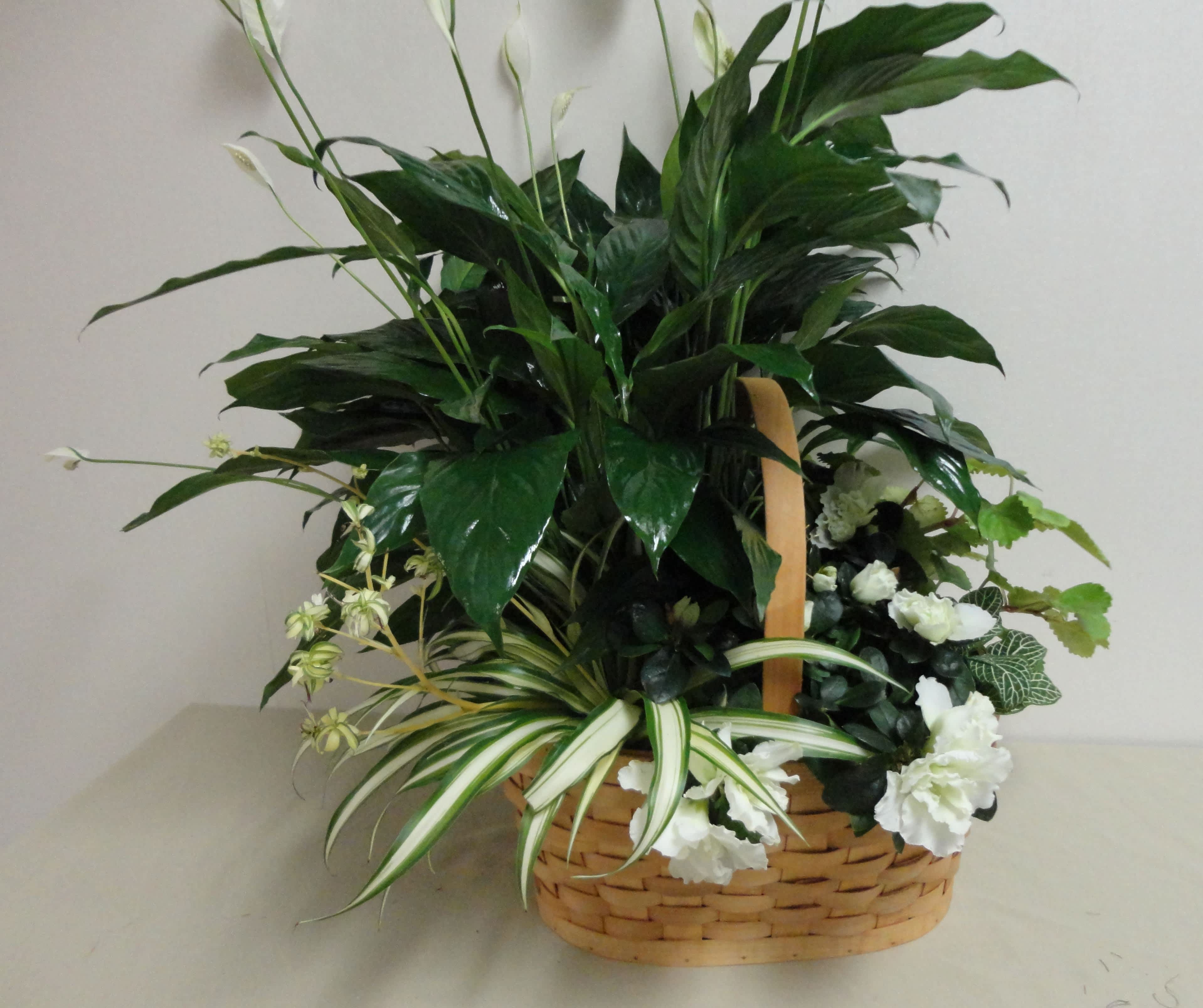 Basket arrangement of green foliage with small white flowers