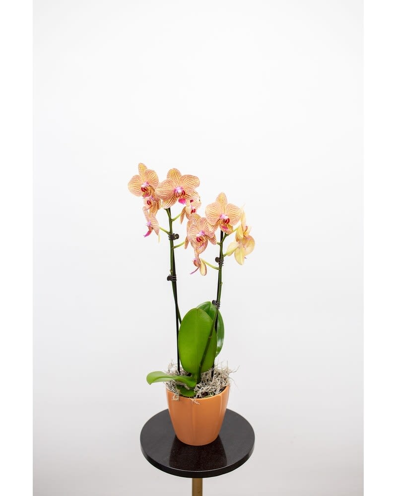 Potted orchid plant with peach-pink blooms in an orange pot