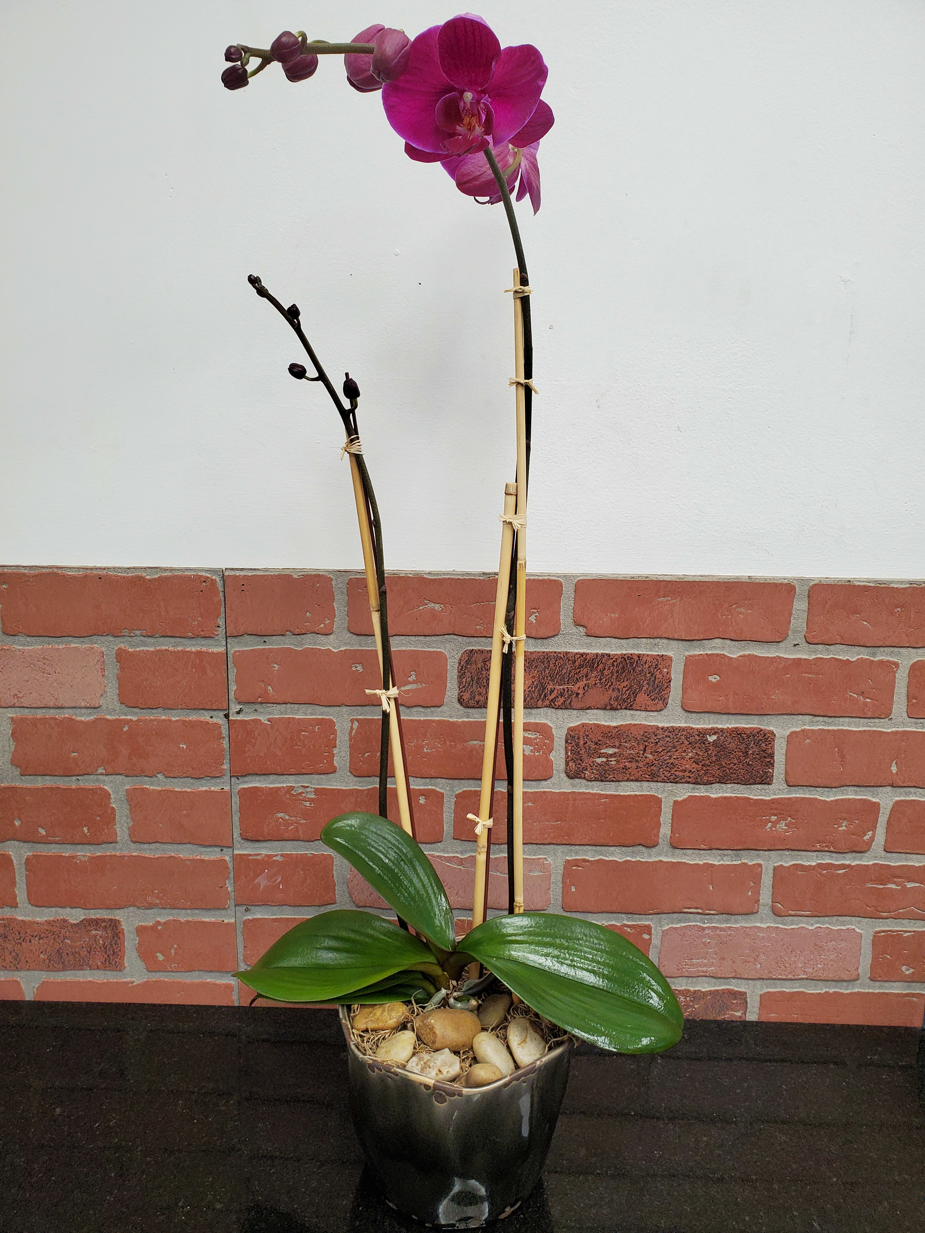 Potted pink phalaenopsis orchid with tall stems in a dark ceramic pot with stones