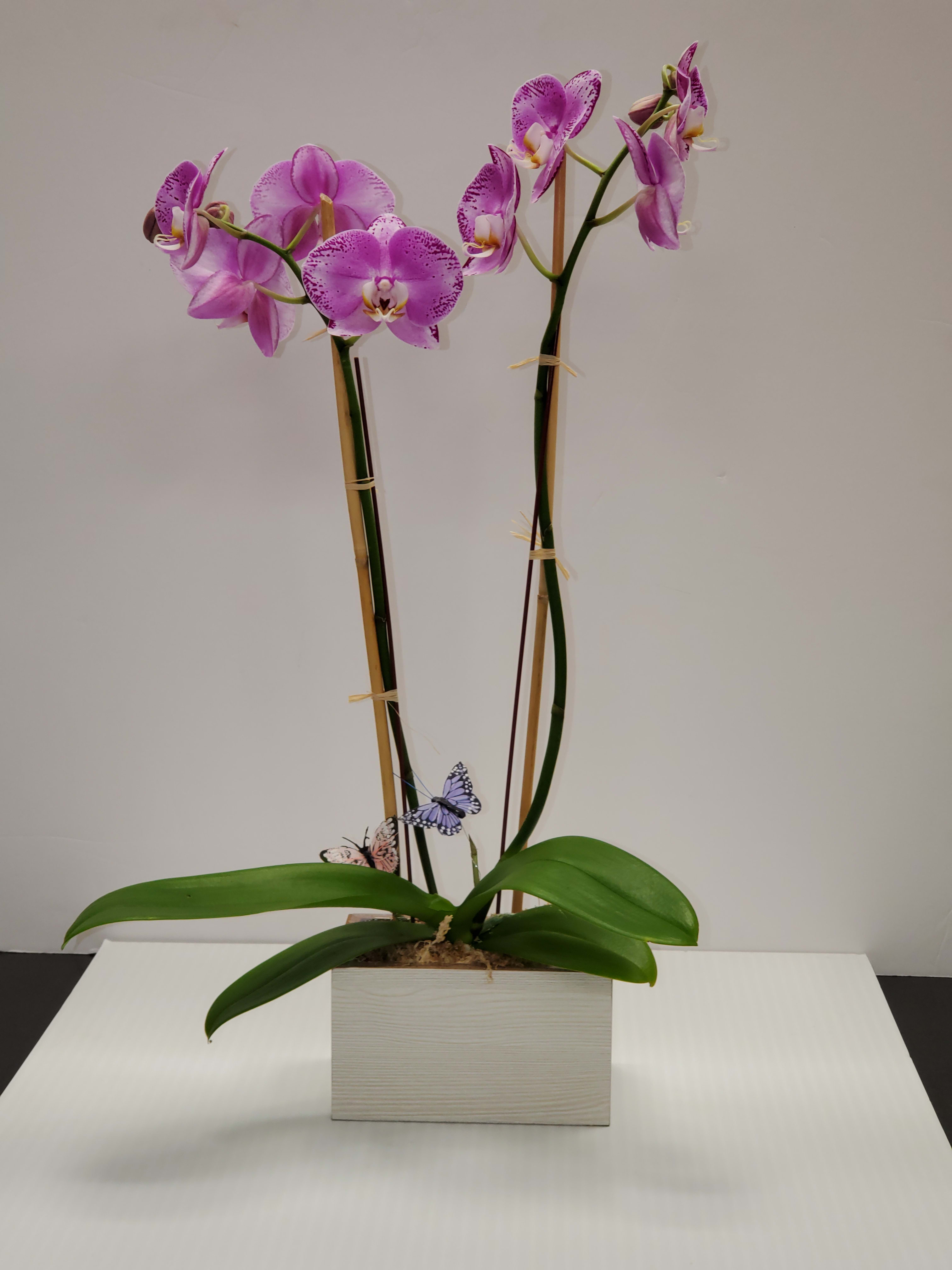 Tall pink phalaenopsis orchid plant with broad leaves in a white rectangular pot