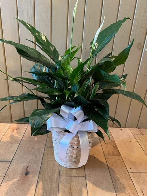 Spathiphyllum Plant - Send your condolences with this traditional peace lily plant.