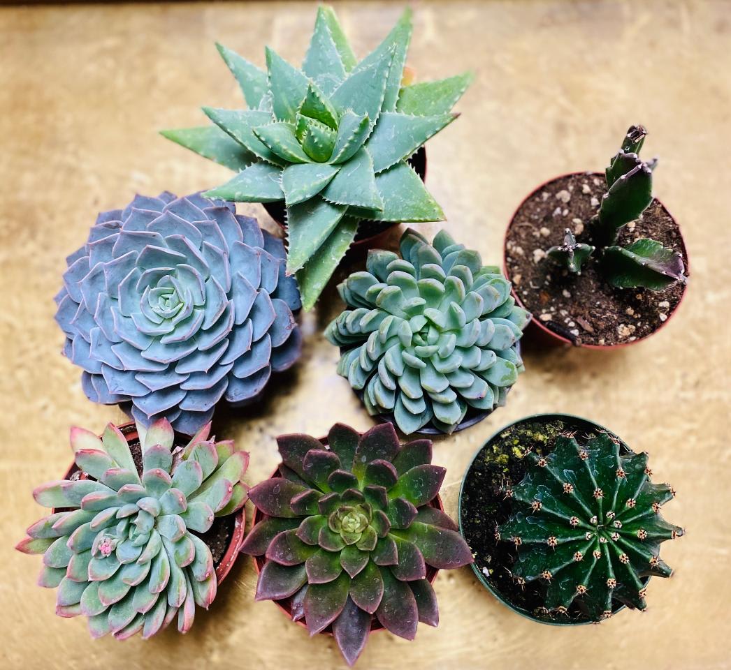Assorted potted succulents arranged on a tan surface.