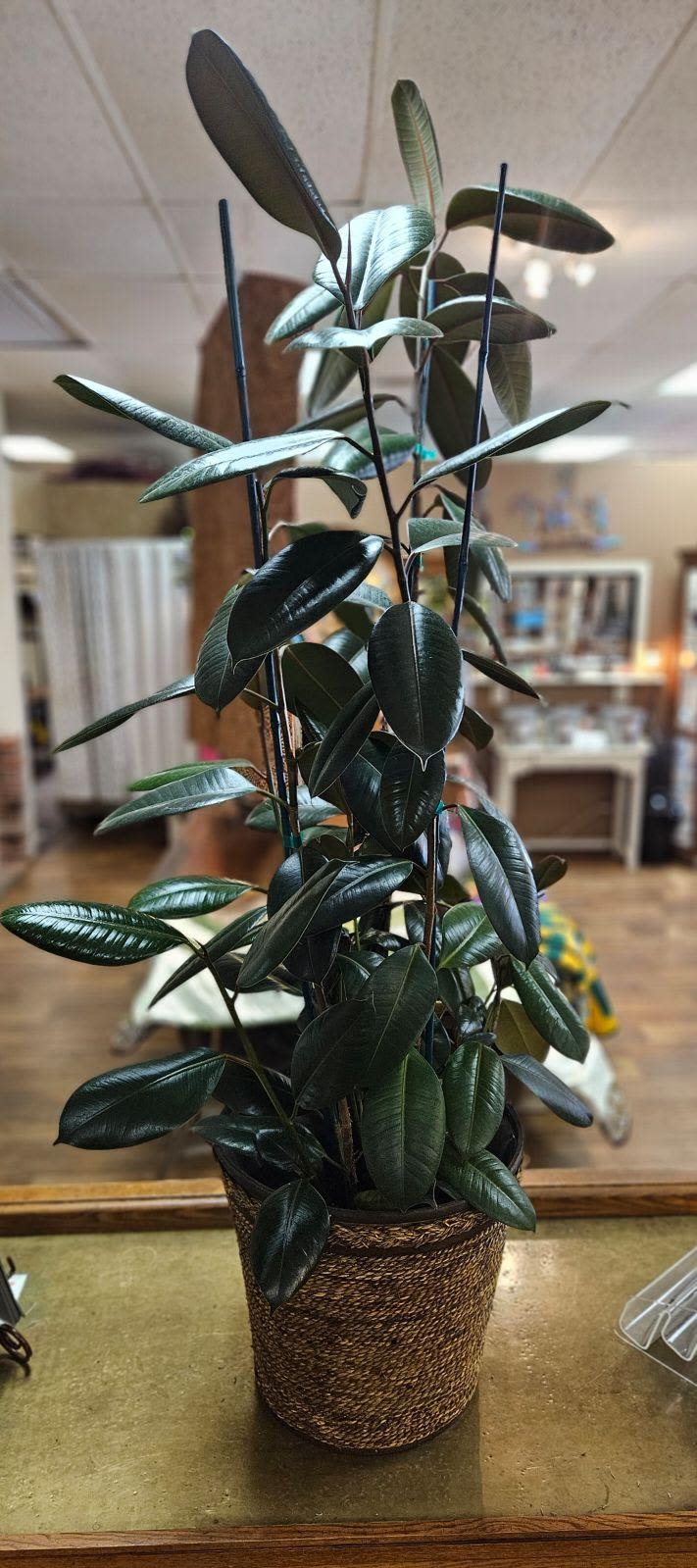 Tall potted rubber plant in a woven basket planter