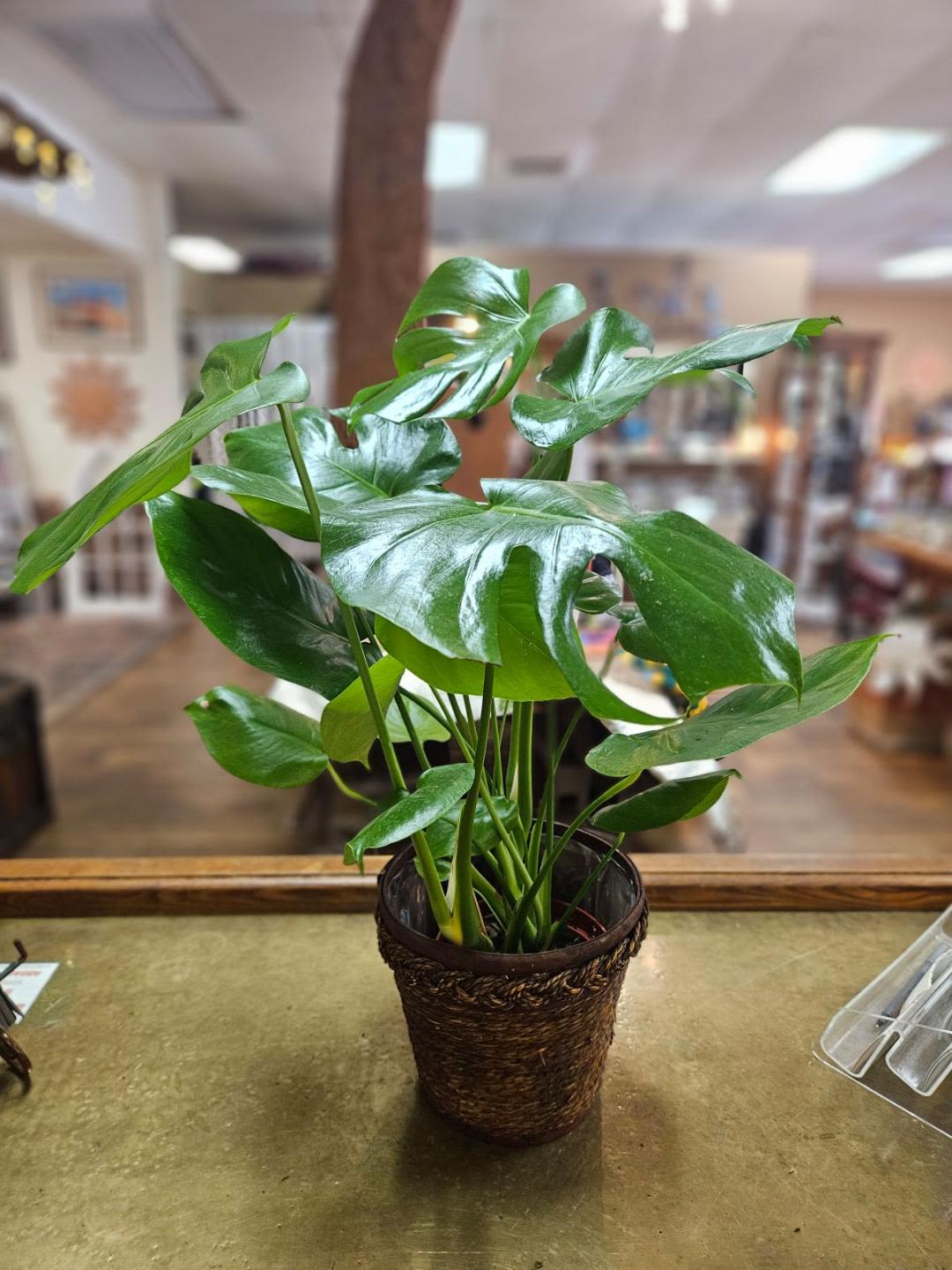 Potted green houseplant with large glossy split leaves in a woven brown basket on a countertop.