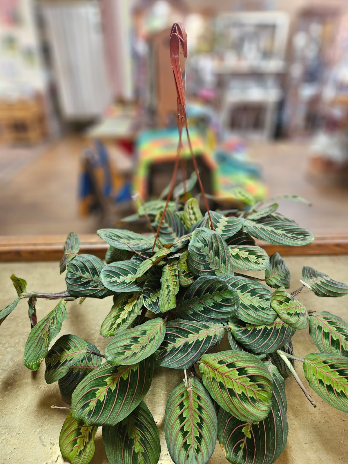 Hanging plant with striped green leaves in a brown hanger