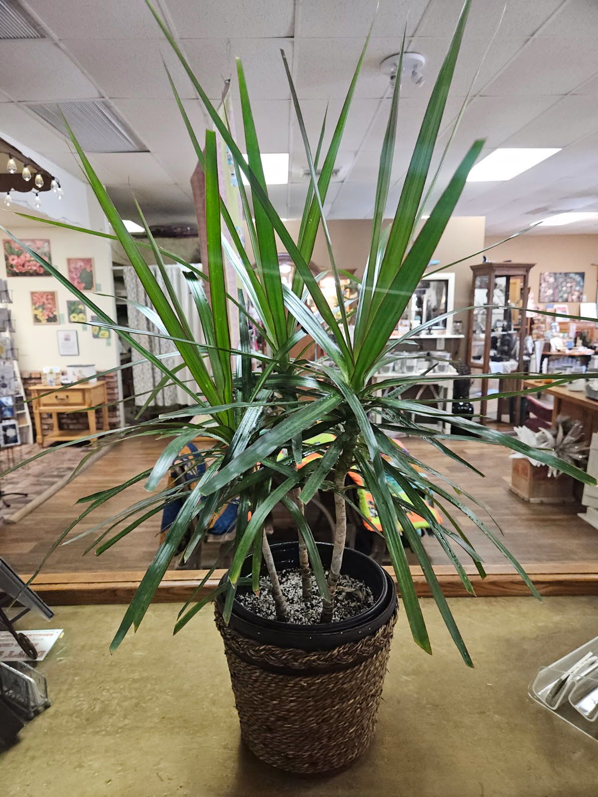 Tall potted dracaena plant in a woven basket cover