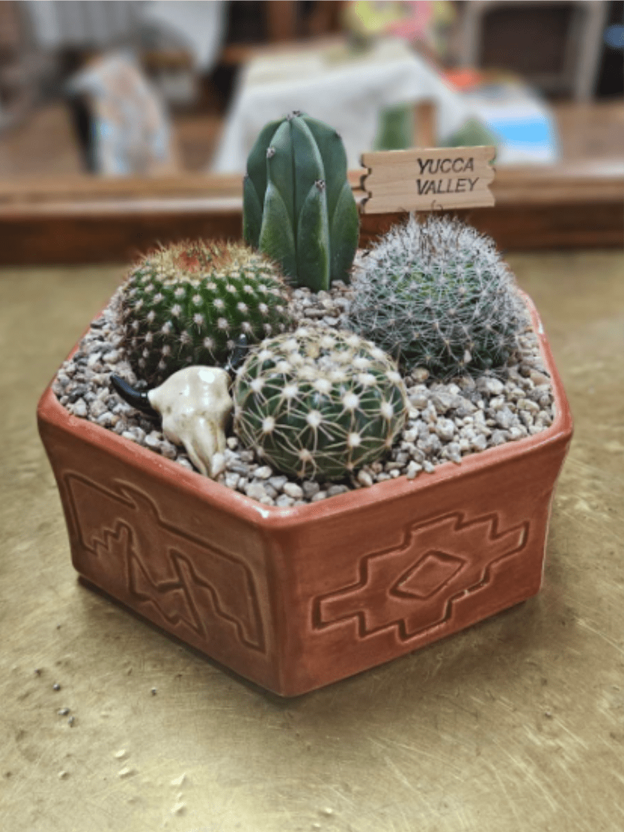 Small Southwest Cactus Garden - 4 assorted cacti in a ceramic container (pots come in assorted colors we will choose color upon availability) **signs vary to say Joshua Tree, Yucca Valley or Cactus Territory. If you have a preference, please specify**