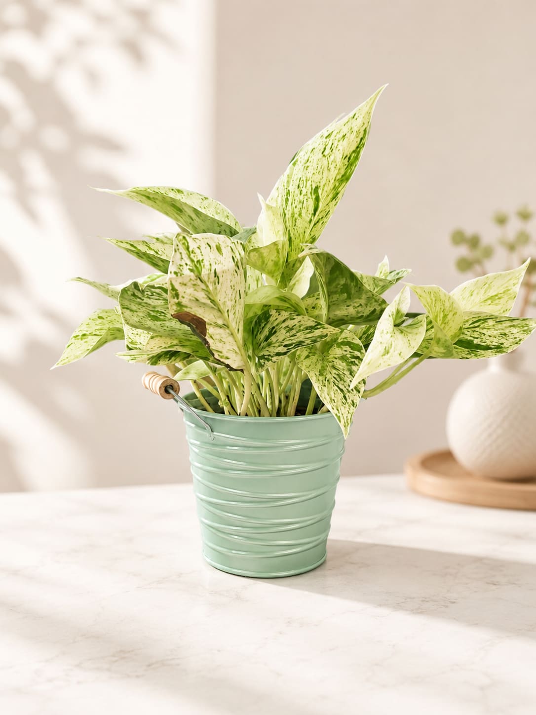 Potted variegated houseplant in a mint green metal bucket