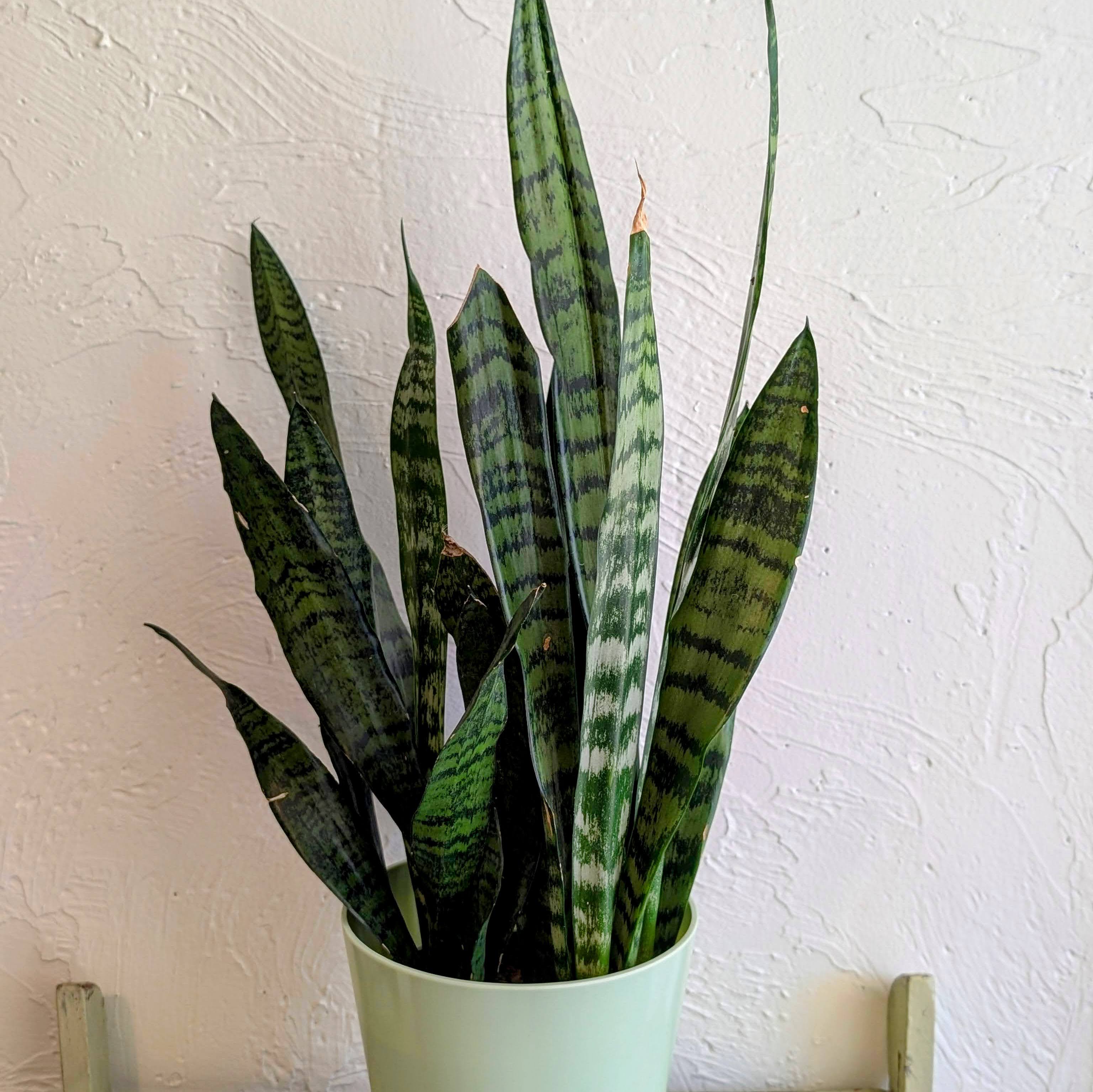 Tall snake plant with variegated leaves in a light green pot