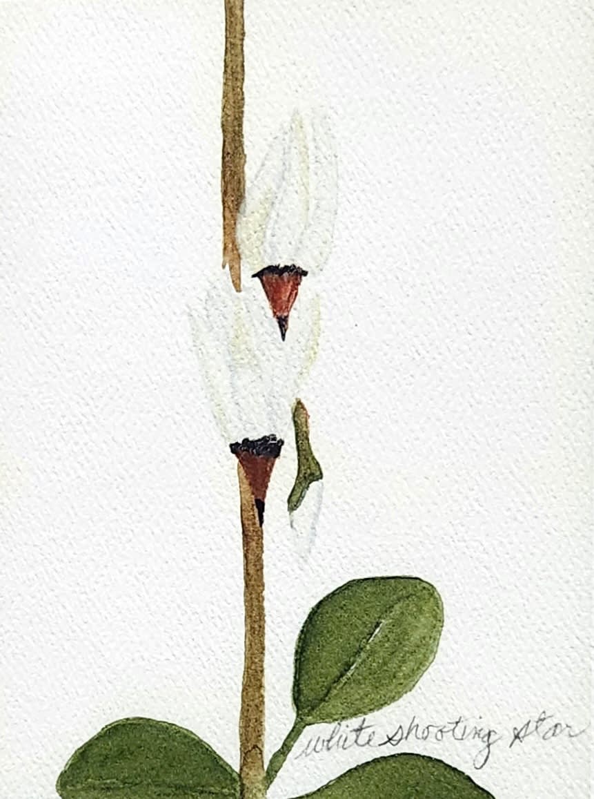 Botanical illustration of a white shooting star flower with green leaves