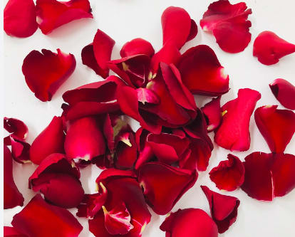 Scattered red rose petals on a white background