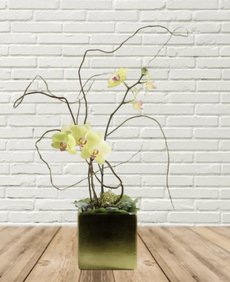 Yellow orchid arrangement in a square vase with curly branches