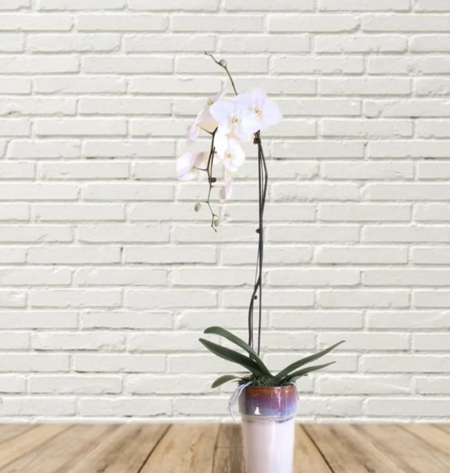 White orchid plant in a small pot on a wooden floor