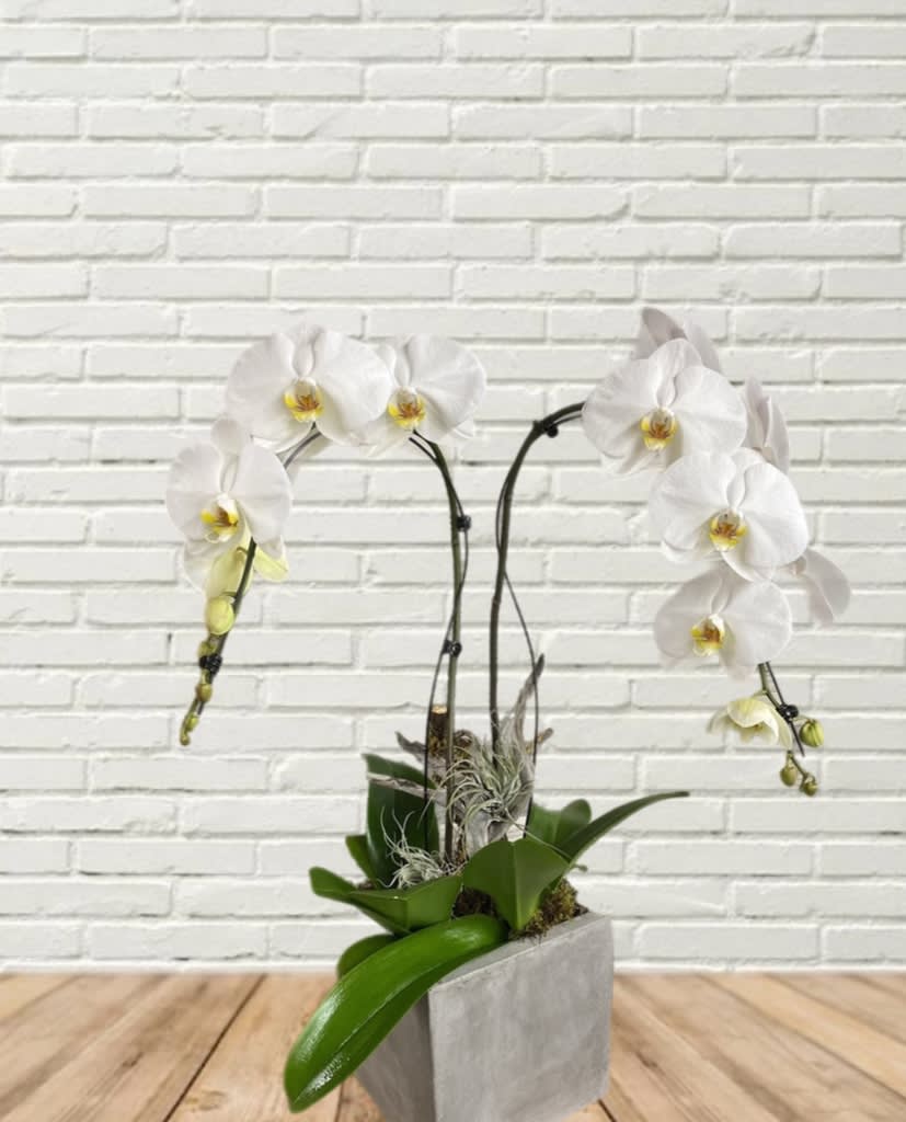 White orchid arrangement in a gray square planter