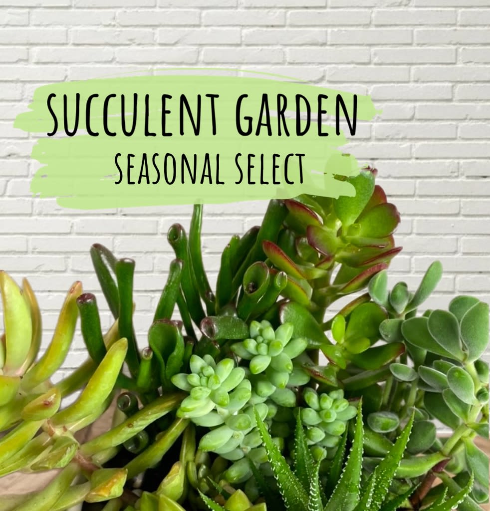 Assorted succulents arranged in a garden display with a text sign