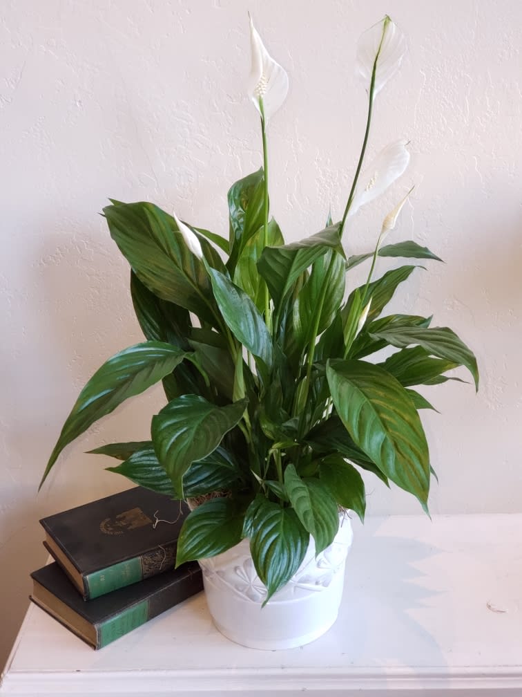 Potted peace lily with white blooms on a table