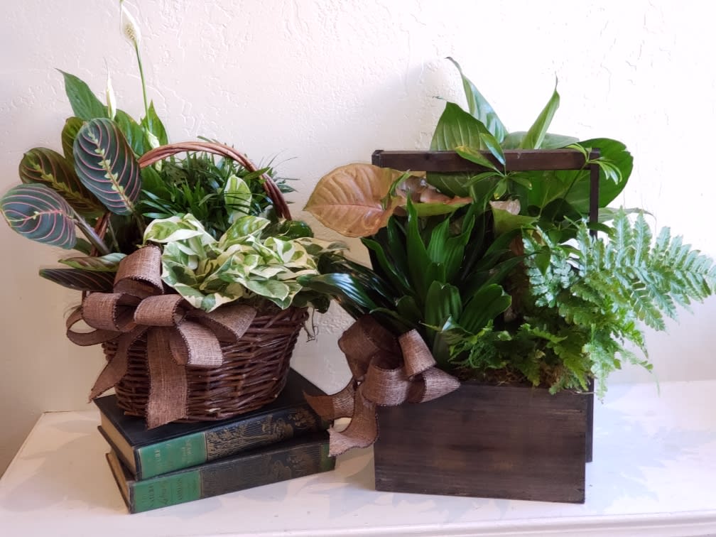 Two potted plant arrangements in a basket and wooden box with ribbon bows.
