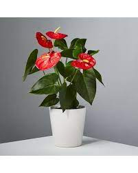Potted anthurium plant with red blooms in a white pot